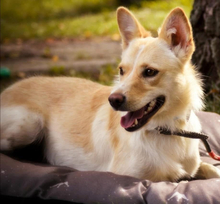 PALOMA, Hund, Mischlingshund in Slowakische Republik - Bild 6