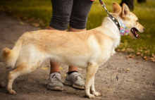 PALOMA, Hund, Mischlingshund in Slowakische Republik - Bild 7