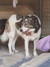 ARIA, Hund, Mischlingshund in Griechenland - Bild 5
