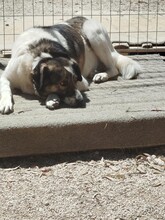 ARIA, Hund, Mischlingshund in Griechenland - Bild 6