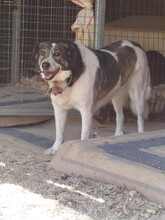 ARIA, Hund, Mischlingshund in Griechenland - Bild 7