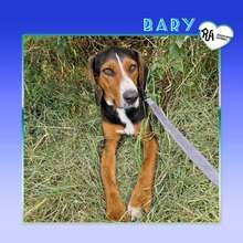 BARY, Hund, Mischlingshund in Bulgarien - Bild 1