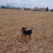 BARY, Hund, Mischlingshund in Bulgarien - Bild 3