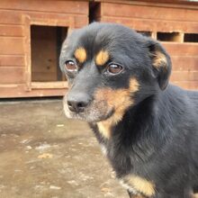 COSMO, Hund, Mischlingshund in Rumänien - Bild 2