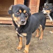 COSMO, Hund, Mischlingshund in Rumänien - Bild 6