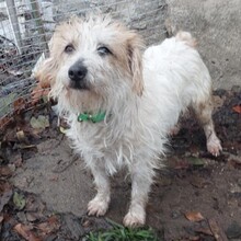 GRISHKO, Hund, Mischlingshund in Bulgarien - Bild 3