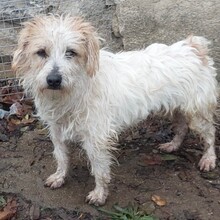 GRISHKO, Hund, Mischlingshund in Bulgarien - Bild 5