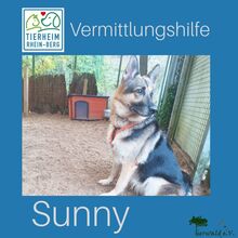 SUNNY3, Hund, Deutscher Schäferhund in Overath - Bild 3