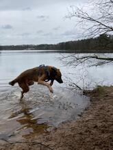 BERO, Hund, Mischlingshund in Marklohe - Bild 2