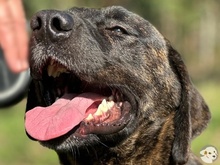 FRAZAO, Hund, Bardino-Mix in Untergruppenbach - Bild 2