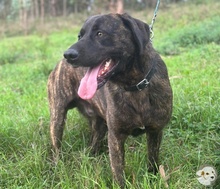 FRAZAO, Hund, Bardino-Mix in Untergruppenbach - Bild 3