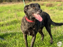 CAMILA, Hund, Bardino-Mix in Untergruppenbach - Bild 1