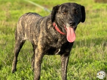 CAMILA, Hund, Bardino-Mix in Untergruppenbach - Bild 4