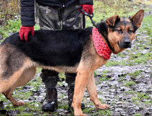 FIBIN31, Hund, Deutscher Schäferhund-Mix in Slowakische Republik - Bild 2