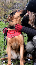 FIBIN31, Hund, Deutscher Schäferhund-Mix in Slowakische Republik - Bild 3