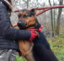 FIBIN31, Hund, Deutscher Schäferhund-Mix in Slowakische Republik - Bild 4