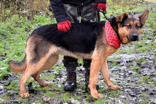 FIBIN31, Hund, Deutscher Schäferhund-Mix in Slowakische Republik - Bild 5