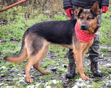 FIBIN31, Hund, Deutscher Schäferhund-Mix in Slowakische Republik - Bild 6