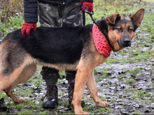 FIBIN31, Hund, Deutscher Schäferhund-Mix in Slowakische Republik - Bild 7