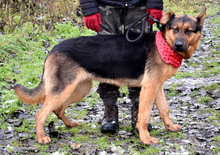 FIBIN31, Hund, Deutscher Schäferhund-Mix in Slowakische Republik - Bild 8