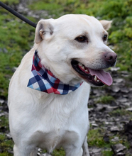 RIKO, Hund, Mischlingshund in Slowakische Republik - Bild 2