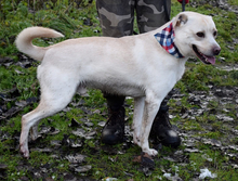 RIKO, Hund, Mischlingshund in Slowakische Republik - Bild 3