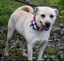 RIKO, Hund, Mischlingshund in Slowakische Republik - Bild 5