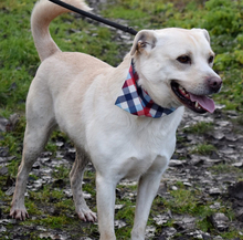 RIKO, Hund, Mischlingshund in Slowakische Republik - Bild 6