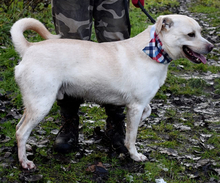 RIKO, Hund, Mischlingshund in Slowakische Republik - Bild 7