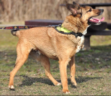 BON, Hund, Mischlingshund in Slowakische Republik - Bild 3