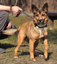 BON, Hund, Mischlingshund in Slowakische Republik - Bild 4