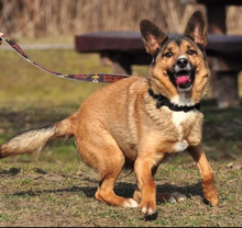 BON, Hund, Mischlingshund in Slowakische Republik - Bild 6