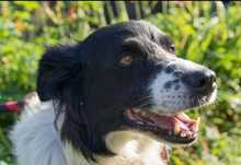 DASTY, Hund, Mischlingshund in Slowakische Republik - Bild 10