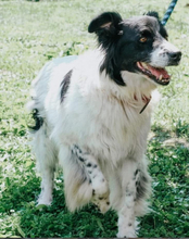 DASTY, Hund, Mischlingshund in Slowakische Republik - Bild 6