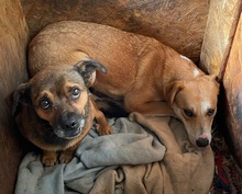 DICK, Hund, Mischlingshund in Mülheim - Bild 3