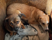 DICK, Hund, Mischlingshund in Mülheim - Bild 4