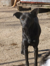 KATY, Hund, Mischlingshund in Bulgarien - Bild 1