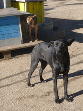 KATY, Hund, Mischlingshund in Bulgarien - Bild 4