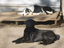 KATY, Hund, Mischlingshund in Bulgarien - Bild 6