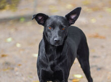 KATY, Hund, Mischlingshund in Hückeswagen