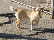 NINO, Hund, Mischlingshund in Bulgarien - Bild 1