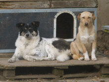 NINO, Hund, Mischlingshund in Bulgarien - Bild 10