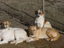 NINO, Hund, Mischlingshund in Bulgarien - Bild 12