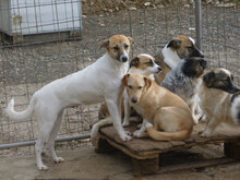 NINO, Hund, Mischlingshund in Bulgarien - Bild 13