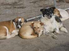 NINO, Hund, Mischlingshund in Bulgarien - Bild 2