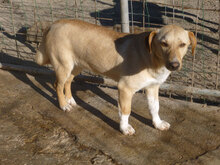 NINO, Hund, Mischlingshund in Bulgarien - Bild 3