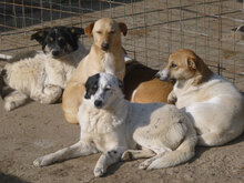 NINO, Hund, Mischlingshund in Bulgarien - Bild 4