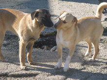 NINO, Hund, Mischlingshund in Bulgarien - Bild 5