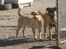 NINO, Hund, Mischlingshund in Bulgarien - Bild 7