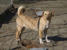 NINO, Hund, Mischlingshund in Bulgarien - Bild 8